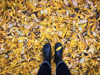 Looking down at black rubber boots stepping on yellow autumn leaves fallen on the ground