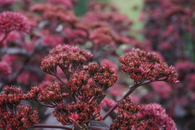 Close-up of pink flowering plants