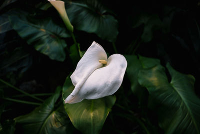 Close-up of white flowering plant