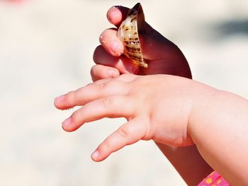 Close-up of hand holding crab