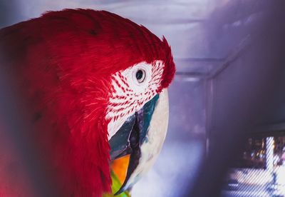 Close-up of a parrot