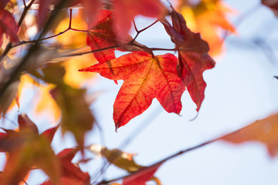 Low angle view of maple leaves on tree