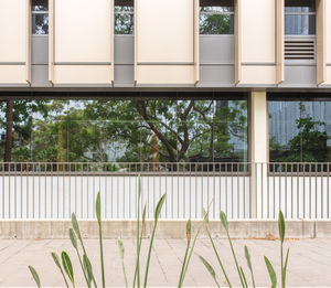 Plants growing outside building