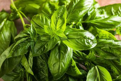 Full frame shot of plants