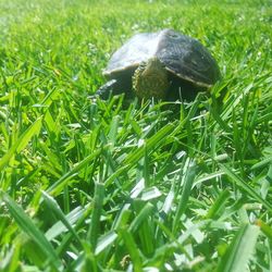 Close-up of turtle on field