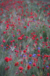 Close-up of red poppy flowers on field