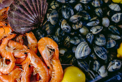 High angle view of shells for sale at market