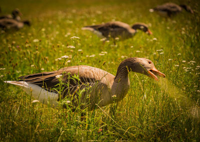 Duck on grassy field