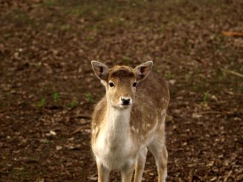 Portrait of lion standing on land