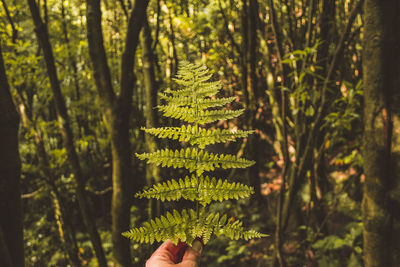 Shadow of person on pine tree in forest