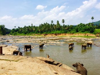View of horses in the lake