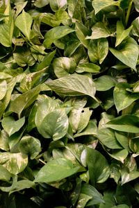 Full frame shot of green leaves