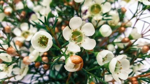 Close-up of white flowers against blurred background