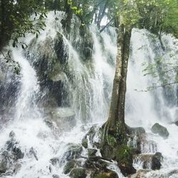 Scenic view of waterfall in forest