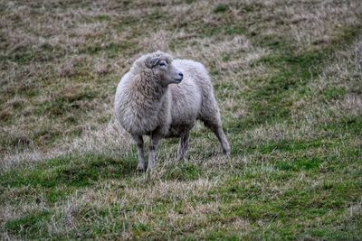 Sheep in a field