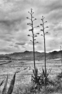 Scenic view of desert against sky