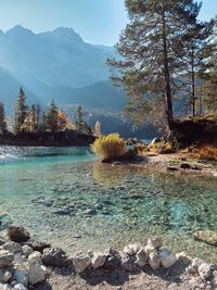 Scenic view of lake in forest