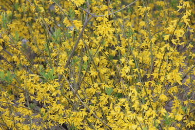 Close-up of yellow flowering plants on field