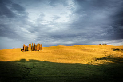 Scenic view of agricultural field against sky