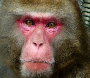 Portrait of monkey