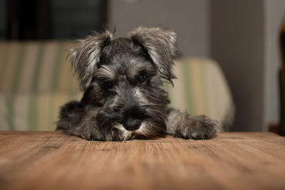 Close-up portrait of dog