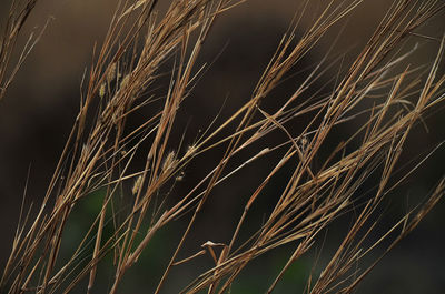 Close-up of stalks on field against sky