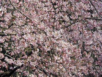 Pink flowers blooming on tree