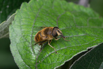 Close-up of insect on leaf