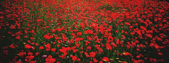 Full frame shot of red flowering plants on field