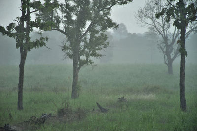 View of trees in forest