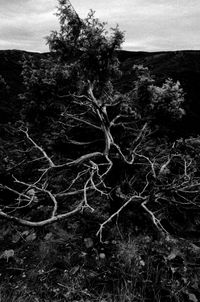 Close-up of tree against sky