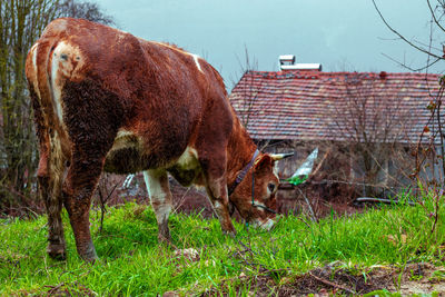 Horse grazing on field