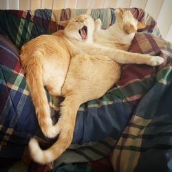 Close-up of dog sleeping at home