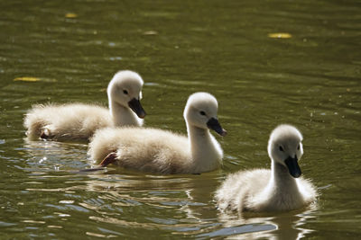 Young swans swimming in lake