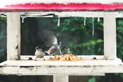 Close-up of birds perching on wood