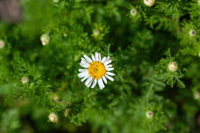 Close-up of yellow flowering plant on field