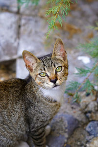 Portrait of cat on rock