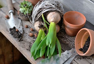 Hyacinth with bulbs and roots for potted with shovel dirty and terra cotta flowerpot 