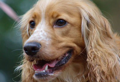 Close-up portrait of dog