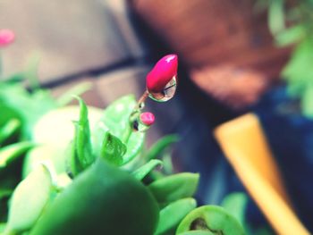 Close-up of snake on flower