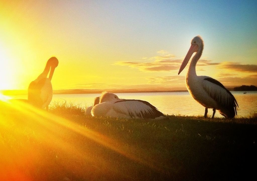 animal themes, animals in the wild, bird, wildlife, water, sunset, nature, one animal, beauty in nature, grass, lake, side view, swan, beak, two animals, outdoors, no people, sky, sunlight