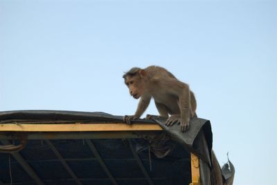 Low angle view of monkey sitting against clear sky