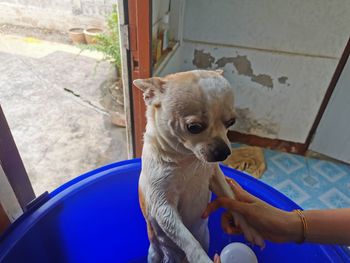 Dog looking through window