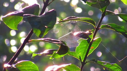 Close-up of leaves