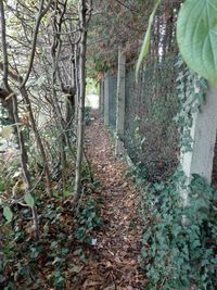 Plants growing in forest