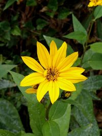 Close-up of yellow flower