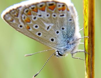 Close-up of butterfly on plant