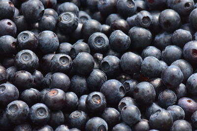Blueberries forest fresh fruits of the summer harvest