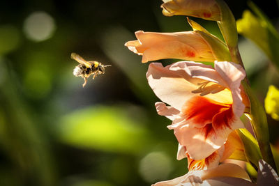 Close-up of bee flying by flowering plant