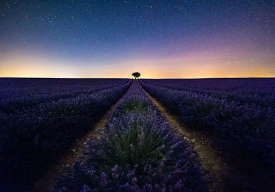 Scenic view of field against sky at night